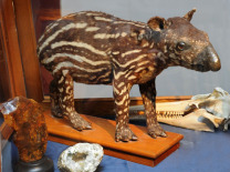 Tapir (taxidermy)