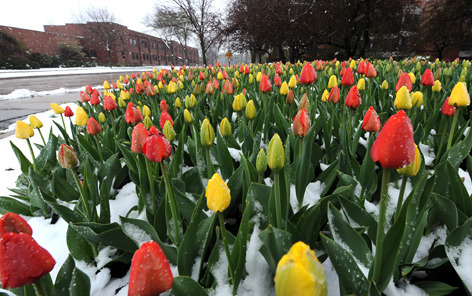 tulips in the snow