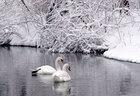 Swans on snowy Lake LaVerne