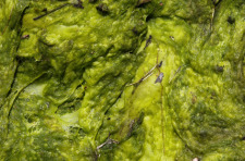 Closeup of filamentous algae.