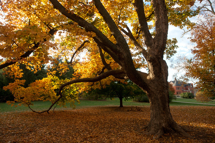 Golden tree drops its leaves on central campus