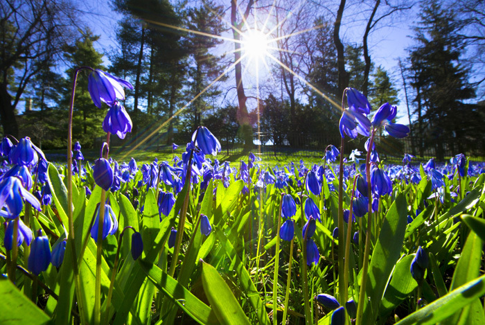 Purple Siberian squill in the morning sunlight