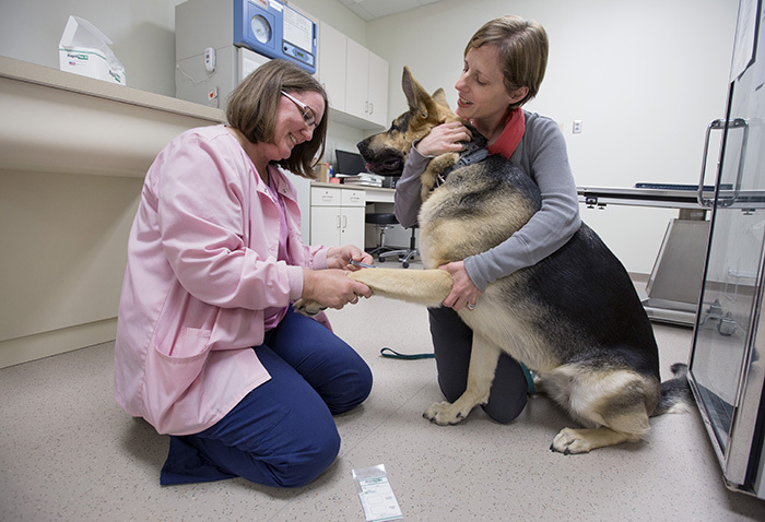 Woman draws blood sample from German Shepherd while second woman