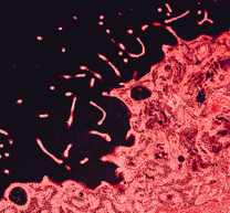 flu virus, as viewed through an electron microscope