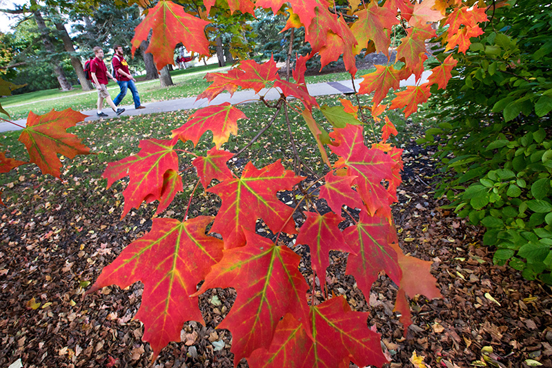 Two male students walk near bright red maple leaves