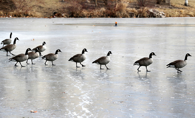Canada geese plod across the lake ice
