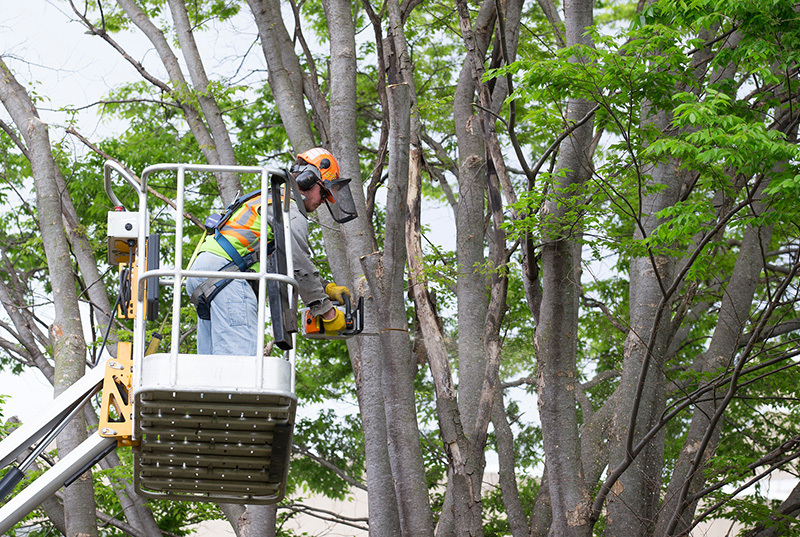 worker with chainsaw removes branches from a tree