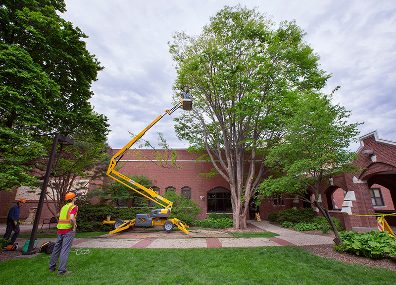 far view of a tree being removed next to Lagomarcino Hall