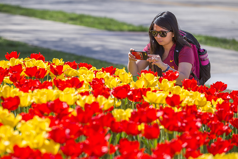 Female student photographs red and yellow tulip bed