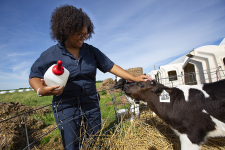Claudia Deleon, sophomore in animal science, greets a dairy calf
