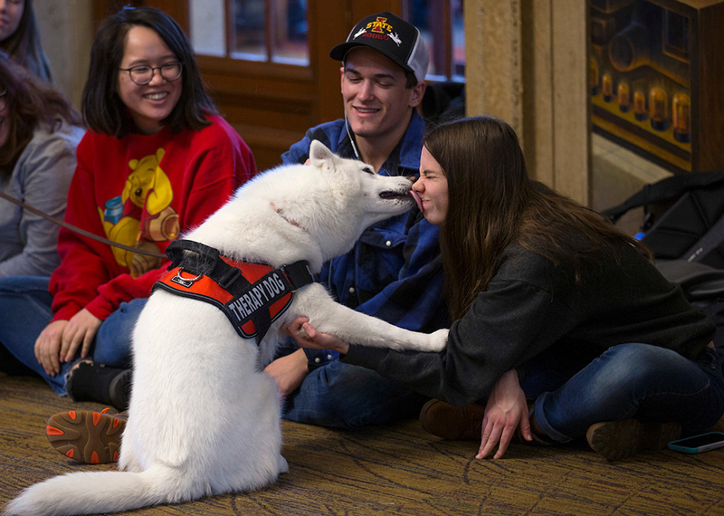 white Siberian husky therapy dog licks face of female student
