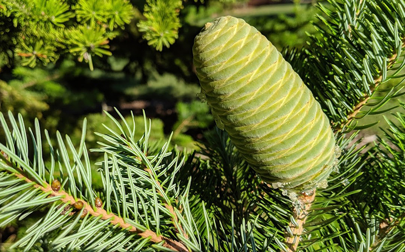 Close up of needles and cone on fir tree