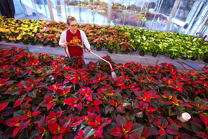 Student watering poinsettias in greenhouse