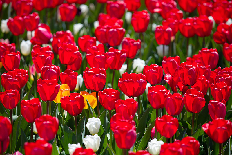 Cropped shot of red tulips at Reiman Gardens