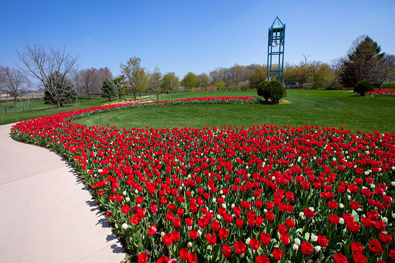 Reiman Gardens sidewalk lined with red tulip bed