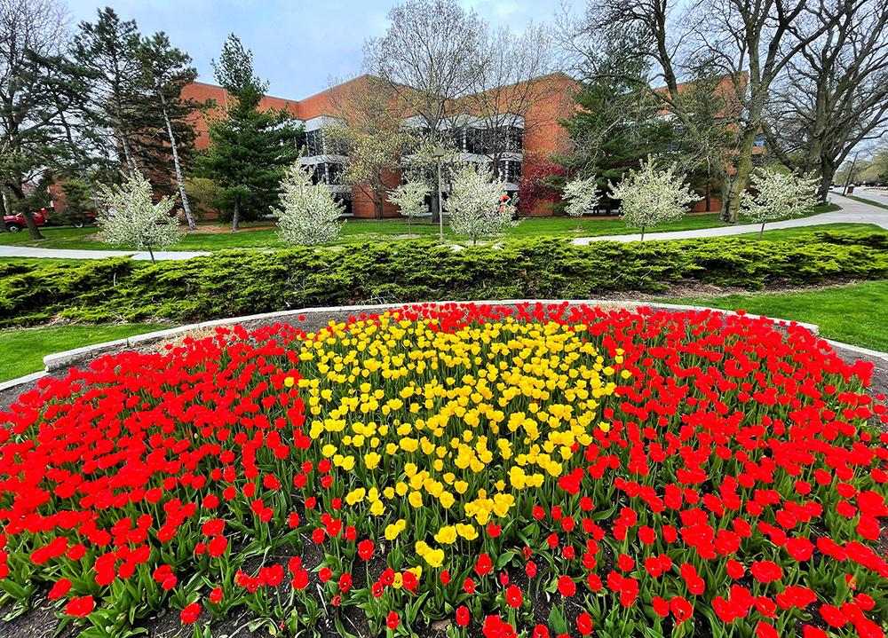 Yellow tulips in heart shape surrounded by red tulips