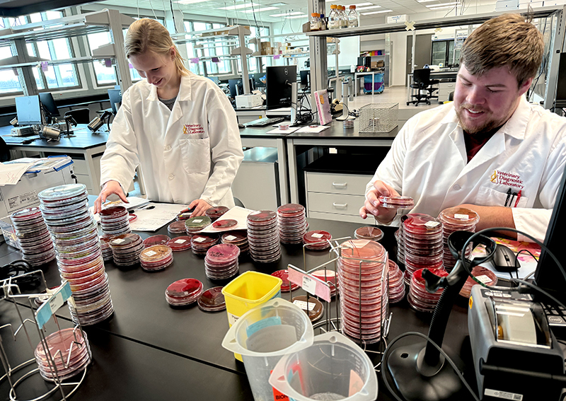 Woman and man in white lab coats sort petri dishes of red fluids
