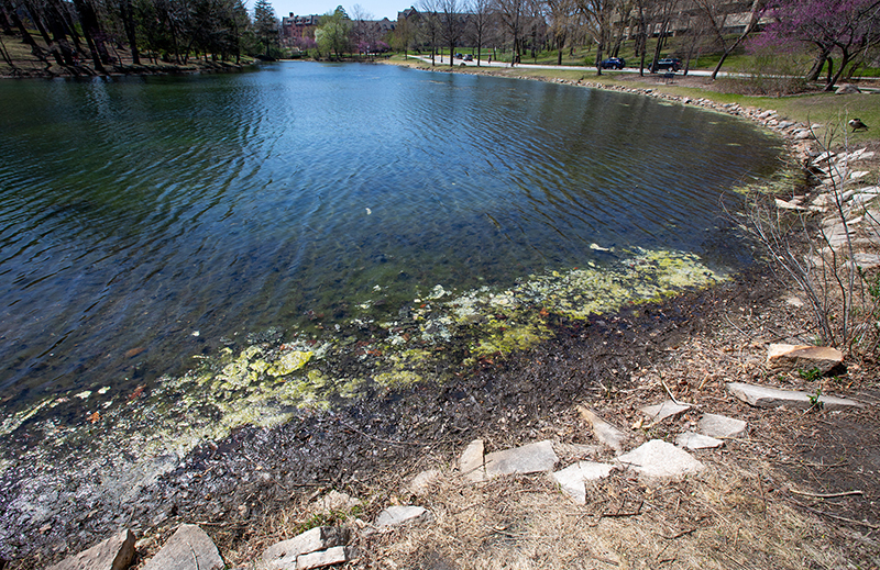 Shoreline and shallow water scum at lake's edge