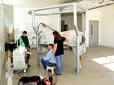 Large animal hospital