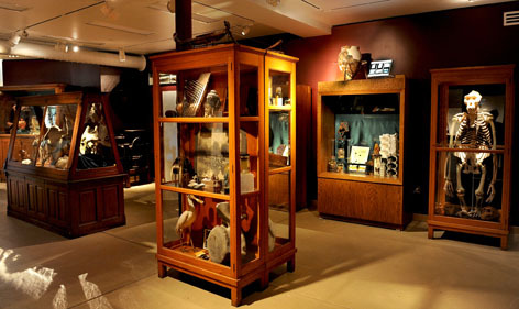 Cabinet of Curiosities exhibit