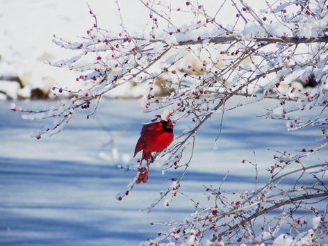 cardinal