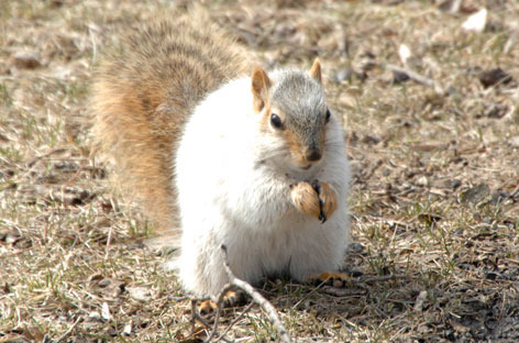 White squirrel