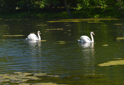 Lake LaVerne algae with swans