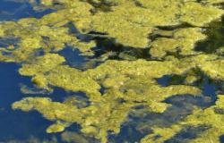 Lake LaVerne algae