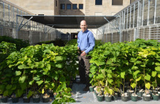Bill Graves with catalpa seedlings