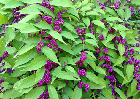 Beautyberry shrub