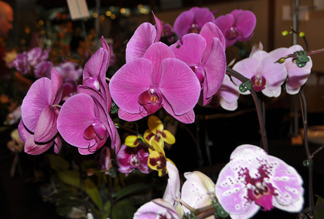 orchid