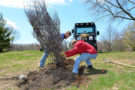 Tree planting