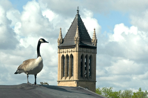 Canadian goose and ISU Campanile