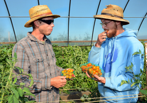 Tasting tomatoes