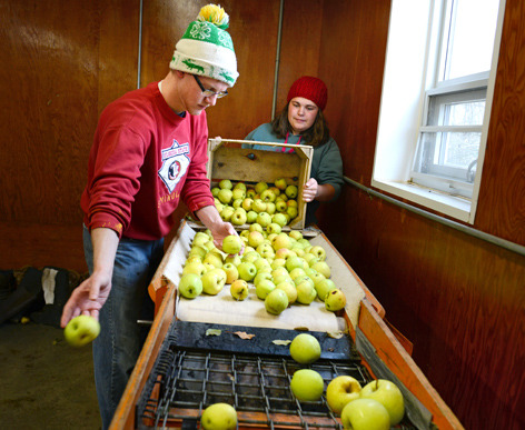 Sorting apples