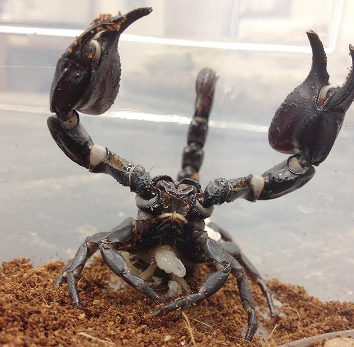 Scorpion on display at Insect Zoo.