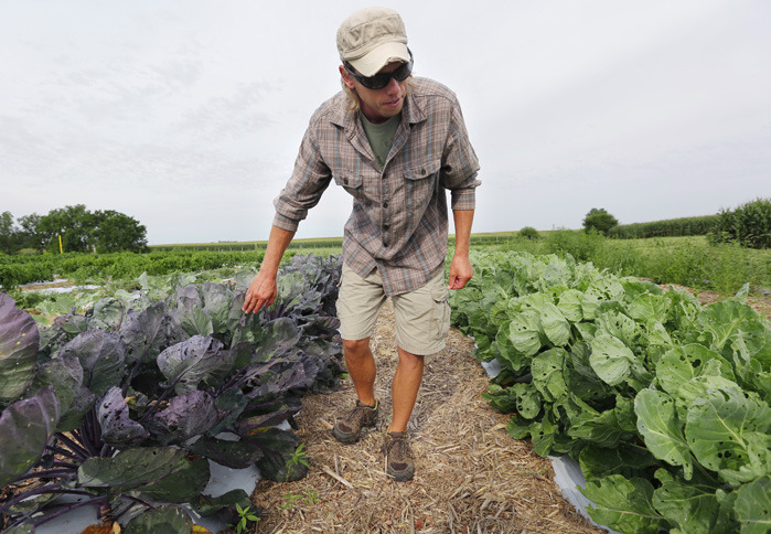 male student walking between two rows of brussels sprouts