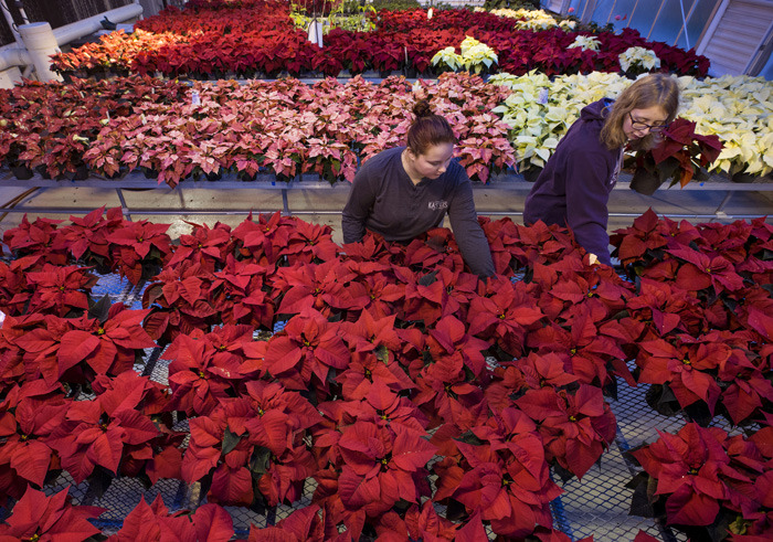Two women amid a greenhouse full of red and pink poinsettia plan