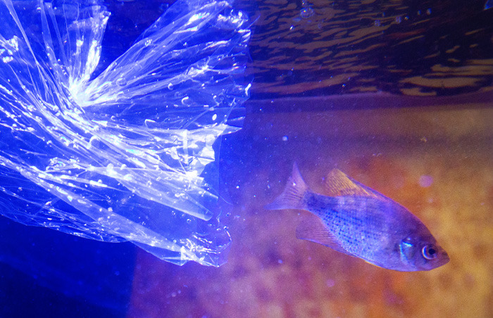 Fish escapes from its plastic shipping pouch