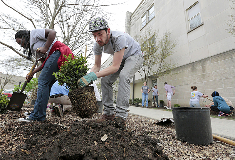 Zachary Hudson planting a boxwood shrub.