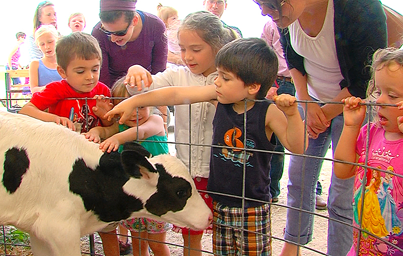 Children petting calves at the 2015 ISU Dairy Farm open house.
