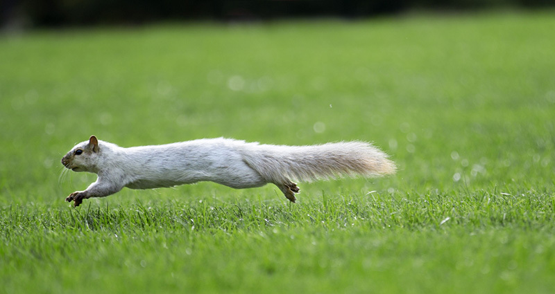 White squirrel on central campus