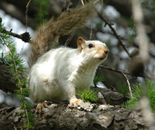 White squirrel in a tree