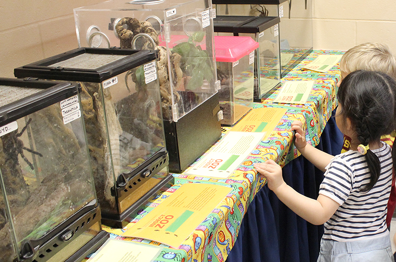 Children looking at caged bugs.