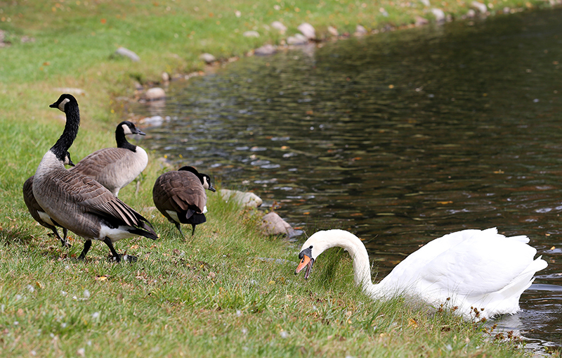 Canada geese on the banks of Lake LaVerne.