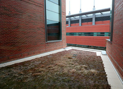 roof containing planted vegetation