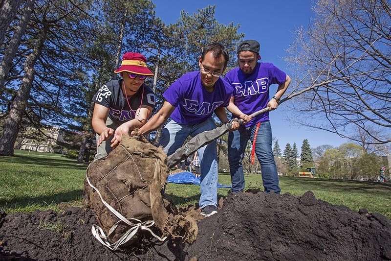 Butternut tree being planted on central campus.