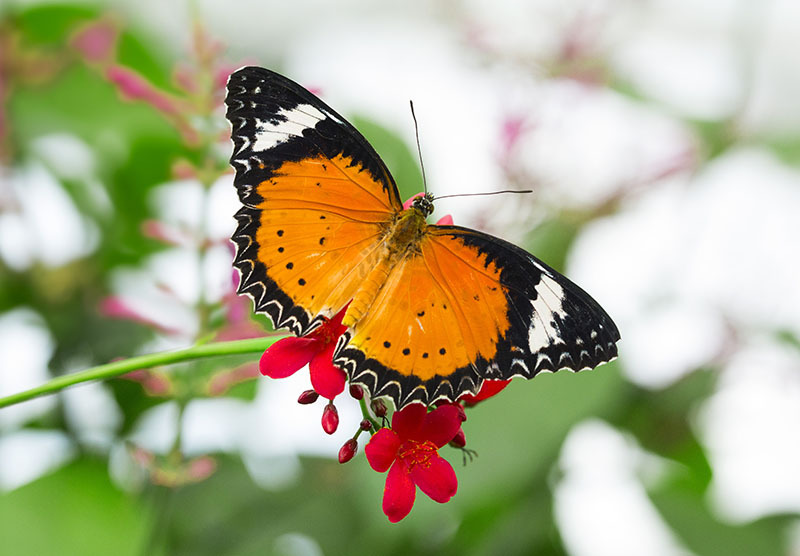 Butterfly on a flower.