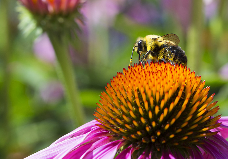 Bee on a flower.