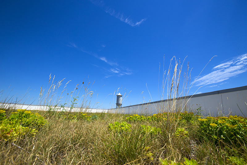 Greenroofs1